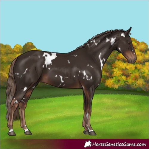 Horse Color:White Spotted Liver Chestnut