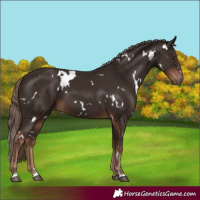 Horse Color:White Spotted Liver Chestnut 