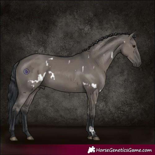 Horse Color:White Spotted Grullo