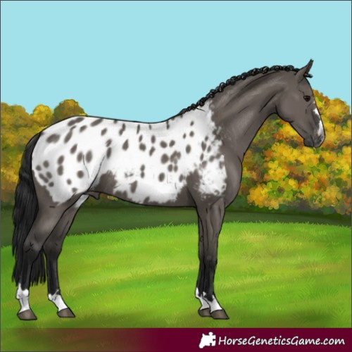 Horse Color:Gray Grullo Appaloosa Rabicano