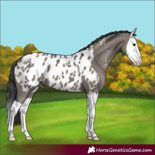 Horse Color:Grullo Splash Appaloosa 