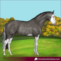 Horse Color:Gray Grullo Splash Varnish Rabicano 