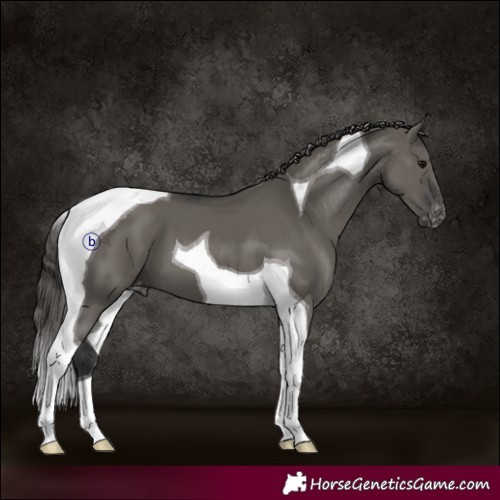 Horse Color:Grullo Tobiano Appaloosa 