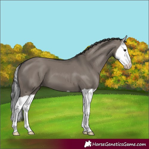 Horse Color:Grullo Splash Appaloosa 
