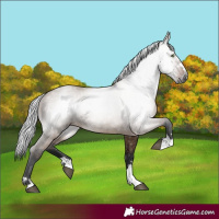 Horse Color:Gray Bay Dun 
