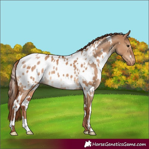 Horse Color:White Spotted Red Dun Appaloosa 