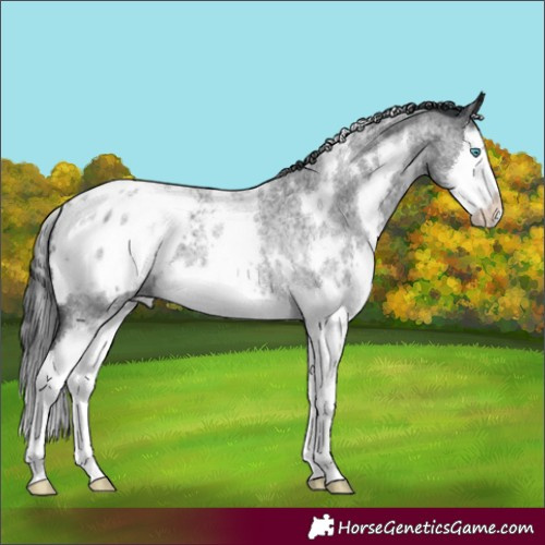Horse Color:White Spotted Blue Roan Splash Appaloosa 
