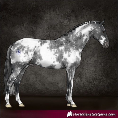 Horse Color:White Spotted Blue Roan Blanket 