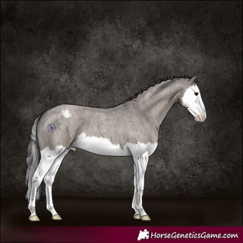Horse Color:Grullo Roan Splash Appaloosa 