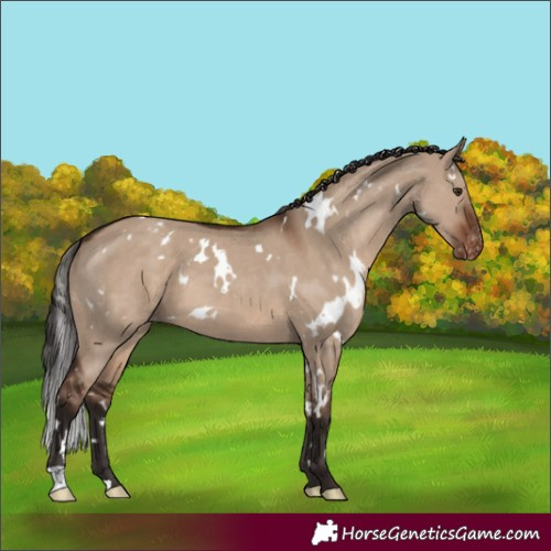 Horse Color:White Spotted Liver Red Dun Appaloosa