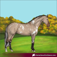 Horse Color:White Spotted Liver Red Dun Appaloosa