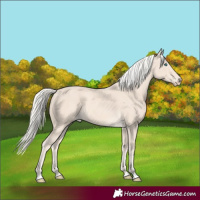Horse Color:Cremello 