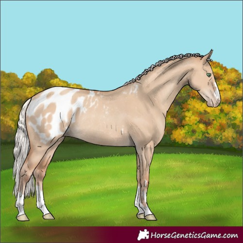 Horse Color:Silver Classic Champagne Dun Appaloosa Rabicano