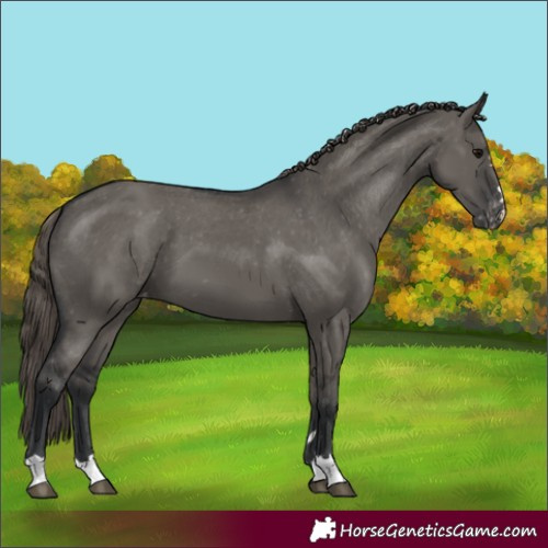 Horse Color:Grullo Appaloosa 
