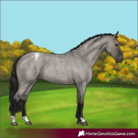 Horse Color:Gray Grullo Roan Appaloosa