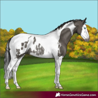 Horse Color:Gray Grullo Splash Tobiano Appaloosa Rabicano
