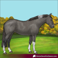 Horse Color:Grullo Tobiano Varnish 