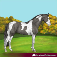 Horse Color:Grullo Splash Tobiano Varnish Rabicano 