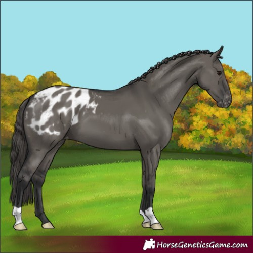 Horse Color:Grullo Appaloosa 