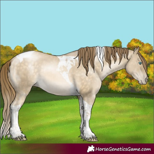 Horse Color:Buckskin Pearl Dun Tobiano 
