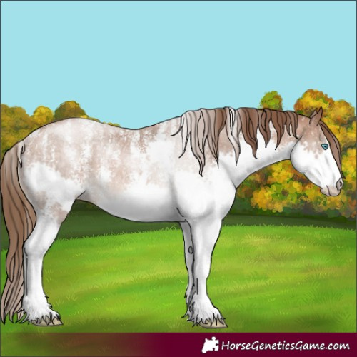 Horse Color:Powder White Brown Pearl Sabino Splash Rabicano 
