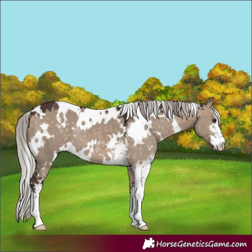 Horse Color:White Spotted Silver Bay Dun Sabino 