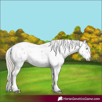 Horse Color:Silver Buckskin Dun Sabino 