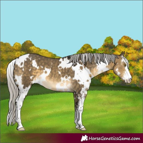 Horse Color:White Spotted Silver Buckskin Dun Sabino 