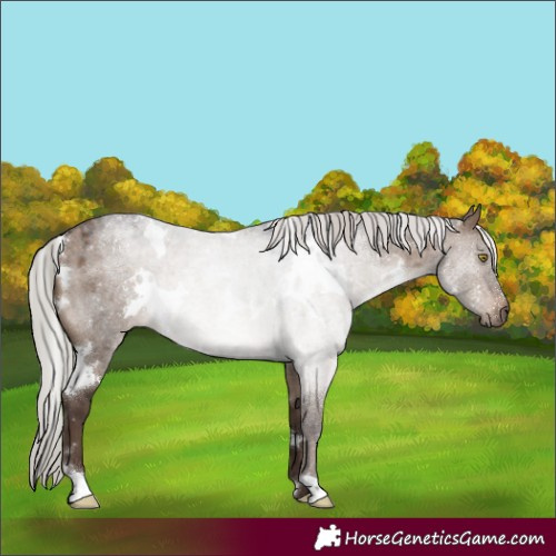 Horse Color:White Spotted Silver Brown Roan Dun 