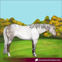 Horse Color:White Spotted Silver Brown Roan Dun