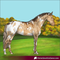 Horse Color:White Spotted Chocolate Palomino Dun Blanket Brindle