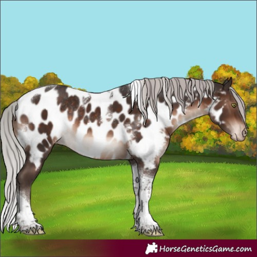 Horse Color:Silver Brown Mushroom Tobiano Appaloosa Rabicano