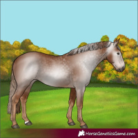 Horse Color:Gray Chestnut