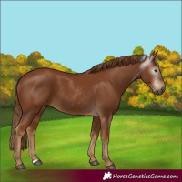 Horse Color:Gray Chestnut