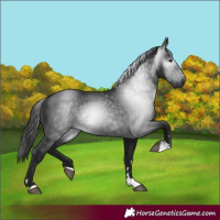 Horse Color:Gray Black 