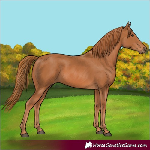 Horse Color:Chestnut 
