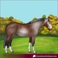 Horse Color:Gray Bay
