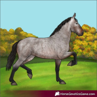 Horse Color:Gray Bay Roan
