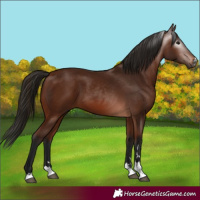 Horse Color:Gray Bay