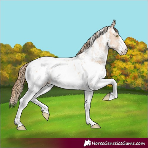 Horse Color:Chestnut Pearl Sabino Appaloosa 