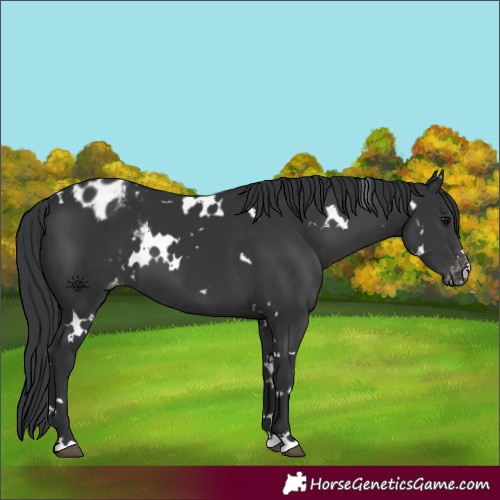 Horse Color:White Spotted Black Appaloosa 