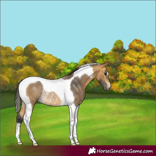 Horse Color:Buckskin Tobiano Rabicano 