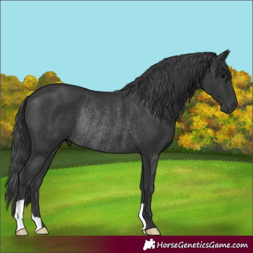 Horse Color:Black Rabicano 