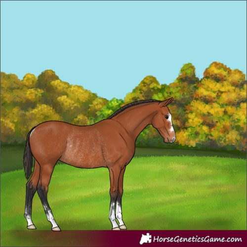 Horse Color:Bay Rabicano 