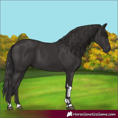Horse Color:Smoky Black Tobiano 