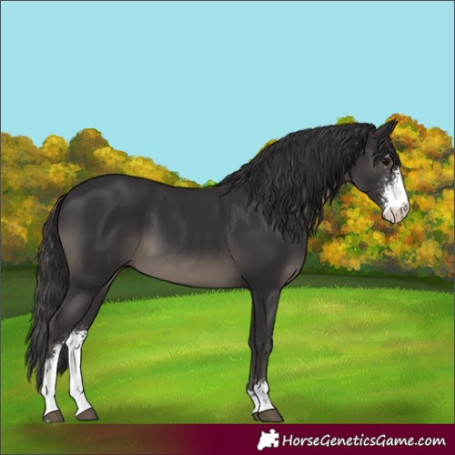 Horse Color:Smoky Black Sabino 