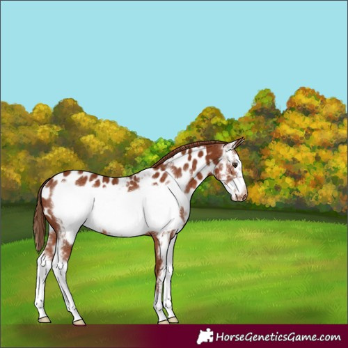 Horse Color:Chestnut Sabino Frame Near Leopard Rabicano 