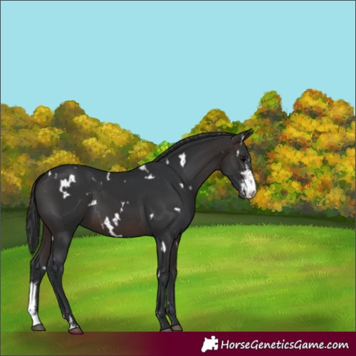 Horse Color:White Spotted Brown Sabino 