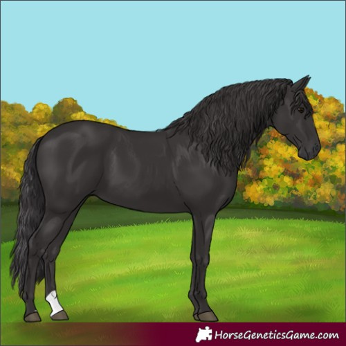 Horse Color:Smoky Black 