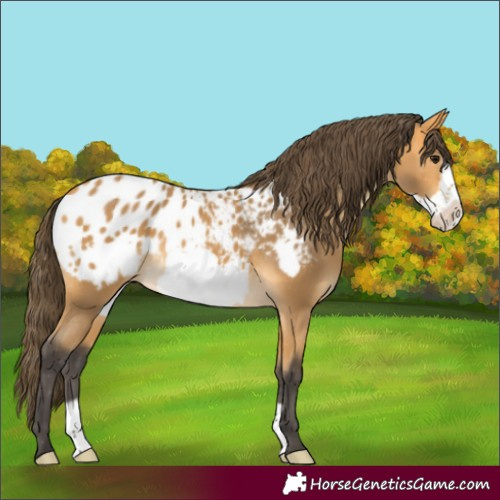 Horse Color:Buckskin Frame Blanket 